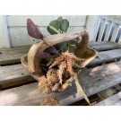 Colander Teak trau - MdHome thumbnail